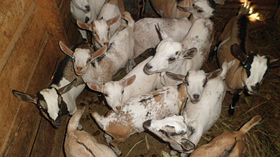COKAWI Co-operative also rears goats. The group is engaged in crop and livestock farming. The New Times / Triphomus Muyagu