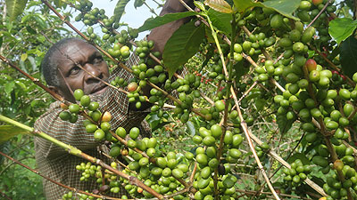 The district plans to extend consolidated plots of land to boost production of wheat, cassava, beans, maize, potatoes, tea and coffee.   The New Times/ File. 