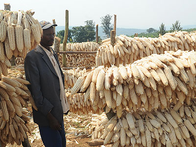 A farmer checks his maize. Farmers are seeking financial support to increase output. The New Times/File photo