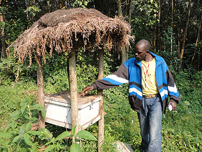 Vincent Hakizimana, one of the members of Ubwiza bwa Nyungwe Coop, stands by a beehive.   The New Times/Jean Pierre Bucyensenge