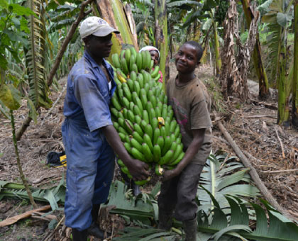 Bananas on Mukanamau2019s farm weigh more that 100 kilogrammes and cost more than Rwf10,000 each. Saturday Times/  Jean du2019Amour Mbonyinshuti