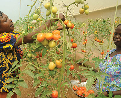 Mujawayezu, the president of Rwiyemezamirimo Dufatanye Cooperative (L), and Kamunaze harvesting tomatoes from their farm.   The New Times/  John Mbanda. 