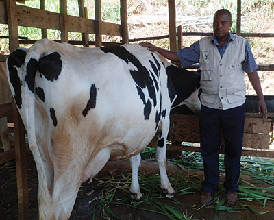 Ndekezi poses with one of his cows. The New Times / Triphomus Muyagu