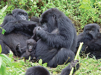 Kenyan tour agents could benefits from marketing Rwandau2019s mountain gorillas. The New Times/File