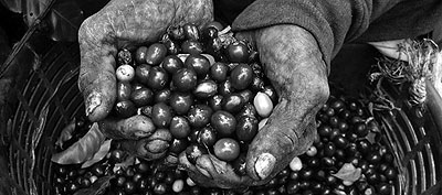 Coffee and the re-export business were the main drivers of export growth.  The New Times / File