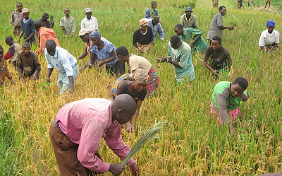 Farmers, like these in a rice paddy in Ngoma District, will buy fertlisers from private companies .  The New Times/File.