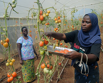 Government has been advised to give more incentives to private investors in agro-processing in the rural areas.   Saturday Times/John Mbanda.