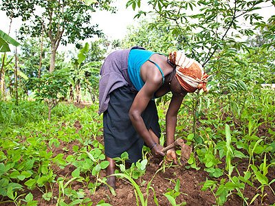 A woman cultivates land. The World Bank has urged African governments to improve land management as foreigners scramble for the continentu2019s resource. The New Times/File