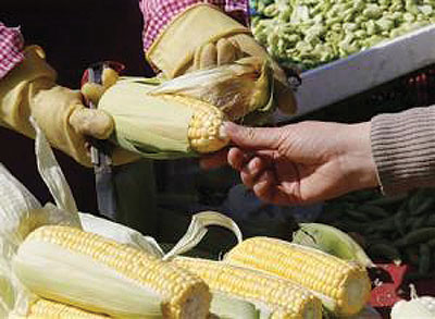A customer checks a raw maize ear before buying it from a vendor (left) . Maize production is projected to reach record high this year. Net photo