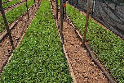 Part of a Stevia plantation in Rulindo District.  Saturday Times / Jean du2019Amour Mbonyinshuti