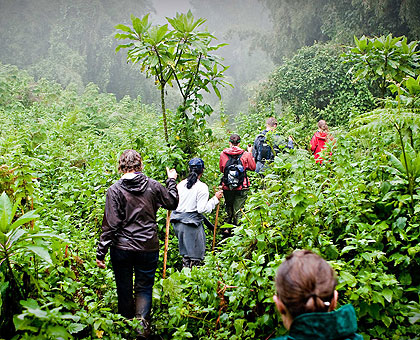 Tourists trekking Nyungwe Park . The New Times/ File.