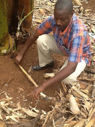 Bucyana (above) demostrates how he spaces the banana suckers. The New Times / Peterson Tumwebaze