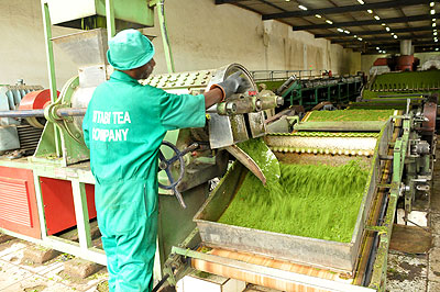 A worker processes green tea leaves.  Rwanda earned  from tea exports in June. The New Times / File