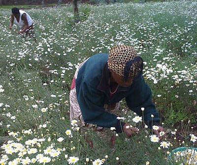 A farmer picking pyrethrum flowers. Some farmers are accusing processing firms of harassment. The New Times / File