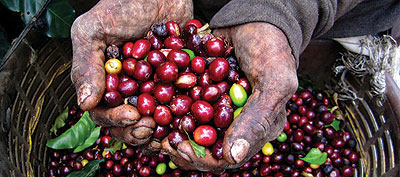 A farmer displays coffee cherries. Top coffees will be recognised this week. The New Times / File photo