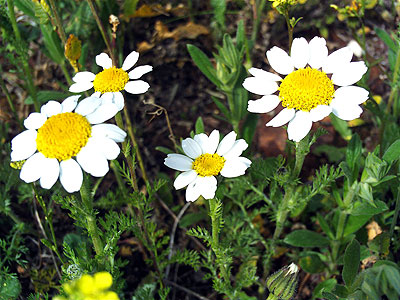 Anacyclus pyrethrum. Net photo.
