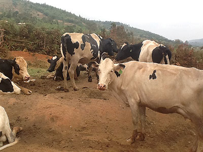 Some of Karangwau2019s dairy cattle at his Kibungo farm.  The New Times / Peterson Tumwebaze