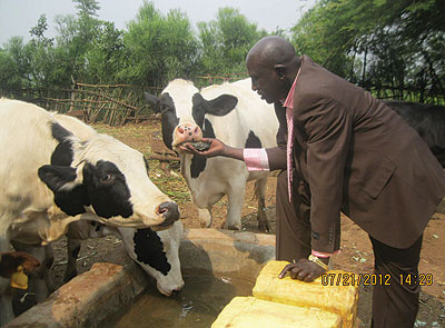 Karangwa feeding his cows. The New Times / Peterson Tumwebaze