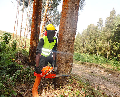 An employee of the New Forests Company demonstrates how trees are harvested. The company will soon rollout activities in Nyungwe buffer forest zone.  The New Times/ Jean Pierre Bucyensenge.