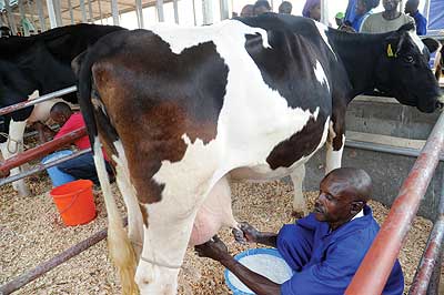A farmer milks a cow. A litre of milk costs Rwf100.   The New Times/File. 