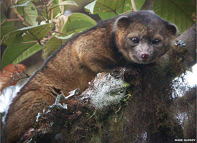 The Olinguito. Net photo.