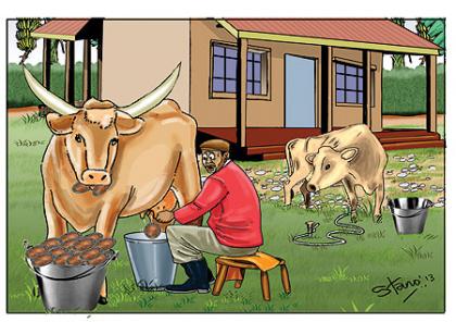 Farmers say a litre of milk costs Rwf100, which they argue is too little compared to what they spend on taking care of the animals, let alone facilitating them to provide for their families. 