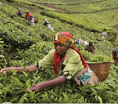 Farmers pick tea during a previous harvest. Net photo.