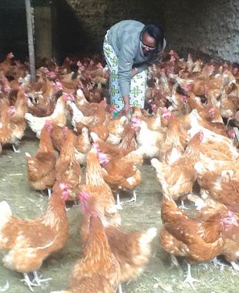 Uwamaliya attends to the chicken at her farm in Gakenke. The New Times / Seraphine Habimana