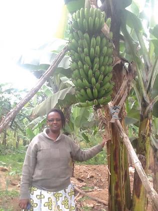 Uwamaliya in her banana plantation. The New Times/Seraphine Habimana