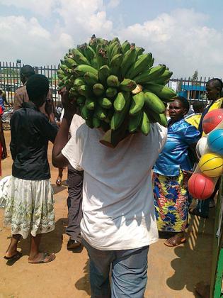 Government has unveiled a new plan to increase banana production in the country. The New Times / Peterson Tumwebaze