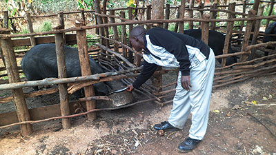 A farmer feeds pigs. Lending to small business like this one has boosted commercial banks revenues. The New Times / Triphomus Muyagu