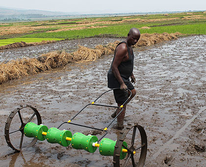 A farmer in Bugarama uses the DPS. With the implement, rice nurseries and transplanting of seedlings will no longer be necessary.  The New Times/ Jean Pierre Bucyensenge.