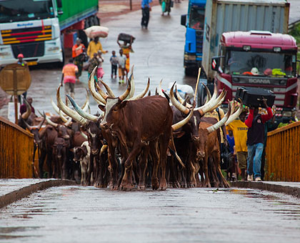 On Sunday, more people were evicted  from Tanzania. Among them were three men who crossed with 84 heads of cattle.   The New Times/ Timothy Kisambira. 