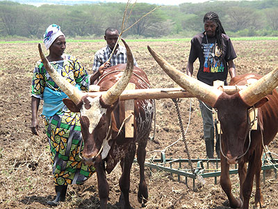 Gasange farmers train in bull ploughing.  The New Times/ S. Rwembeho.