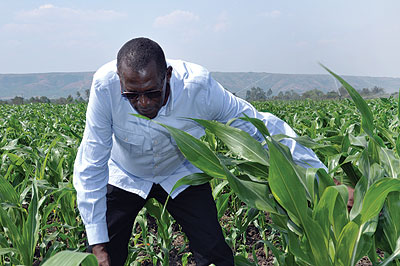 A farmer tends his maize. RAB has devised a plan to boost crop output across the country. The New Times / Peterson Tumwebaze 