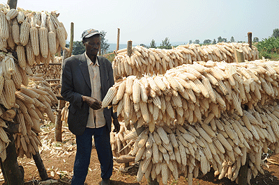 Cereal output is projected to rise, according to the FAO report. The New Times / File