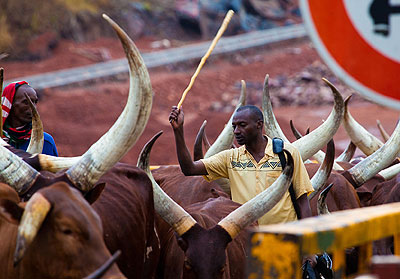 Some of the people evicted from Tanzania arrive at Rusumo border with their cattle last month. The New Times / Timothy Kisambira. 