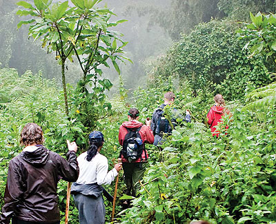 Tourists tracking gorillas. Hoffman to give global audiences a broader view of Rwanda. The New Times /File