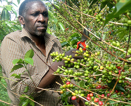Coffeee for export. Strong economic growth was supported by the good performance of the export sector that expanded by 28.9 per cent in value. Saturday Times/File.
