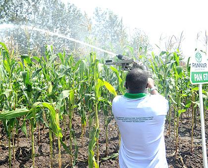 Irrigation on a model maize plantation. Government has called upon farmers to employ modern methods in order to get higher yields. The Sunday Times/ File.
