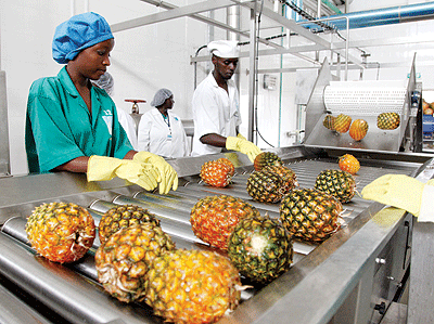 Workers at a pineapple juice plant clean pineapples ahead of processing. Products that meet quality standards will play a big role in achieving EDPRS II goals, thanks to better exp....