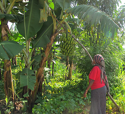 The factory, will upon completion in 2014,  have capacity to process paper from 30 tonnes of banana stems in a day. The New Times/ File.