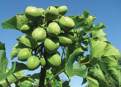 A jatropha tree, one of the trees whose oil seeds are used in making bio-fuels. The New Times / File photo
