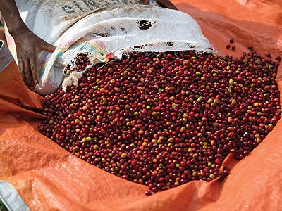 A farmer spreads red coffee cherries on a tarpaulin to dry. The New Times/File