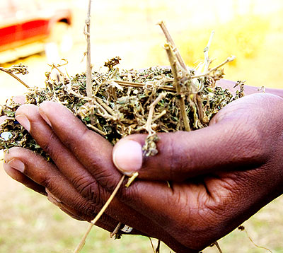 Youths in Musanze told to stay off drugs. The New Times/ File.