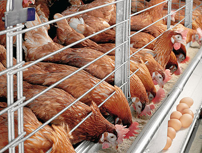 Some of the layers at the co-operativeu2019s poultry farm in Nyarugunga. The New Times / Stella Ashiimwe