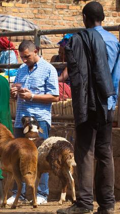  Business at the Nyabugogo slaughterhouse was brisk, as hundreds of Muslims bought four-legged animals for the feast of sacrifice.