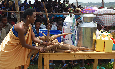 A woman tries to lift a cassava root during the open day in Kinazi. Modernising agriculture has boosted local farmers produce.  The New Times/ Jean Pierre Bucyensenge