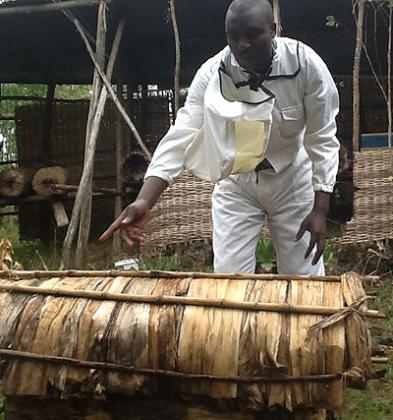 Bee man: Mwizeramana inspects one of his beehives. The New Times / Seraphine Habimana