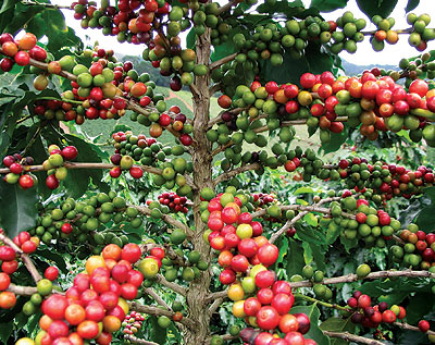 Coffee is one of Rwandau2019s major exports. The agricultural exports board has unveiled a plan targeted at boosting export volumes and revenues. The New Times / File
